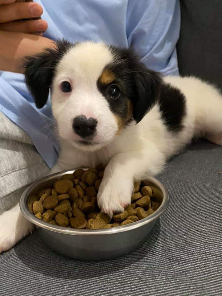 LaAnimales's tweet photo. 💢💢Solo quedan estos tres machos Mix  de Podencos ( papa no se sabe ( mama foto)
👉Nacieron el 1 d marzo. 
👉Tamaño adultos sobre 20 kilos .
👉Si quieres saber mas llama. 
☎️al 679504099  Barcelona https://t.co/2cjmltFY8N