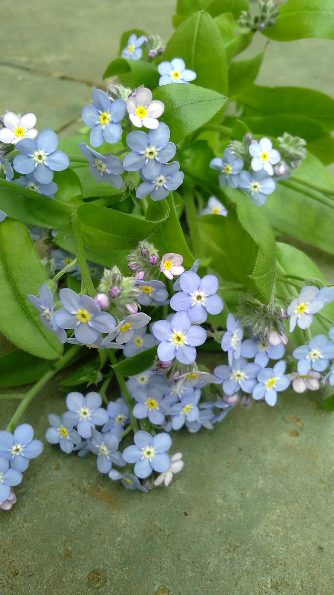 Nontiscordardime
lo dice un fiore...