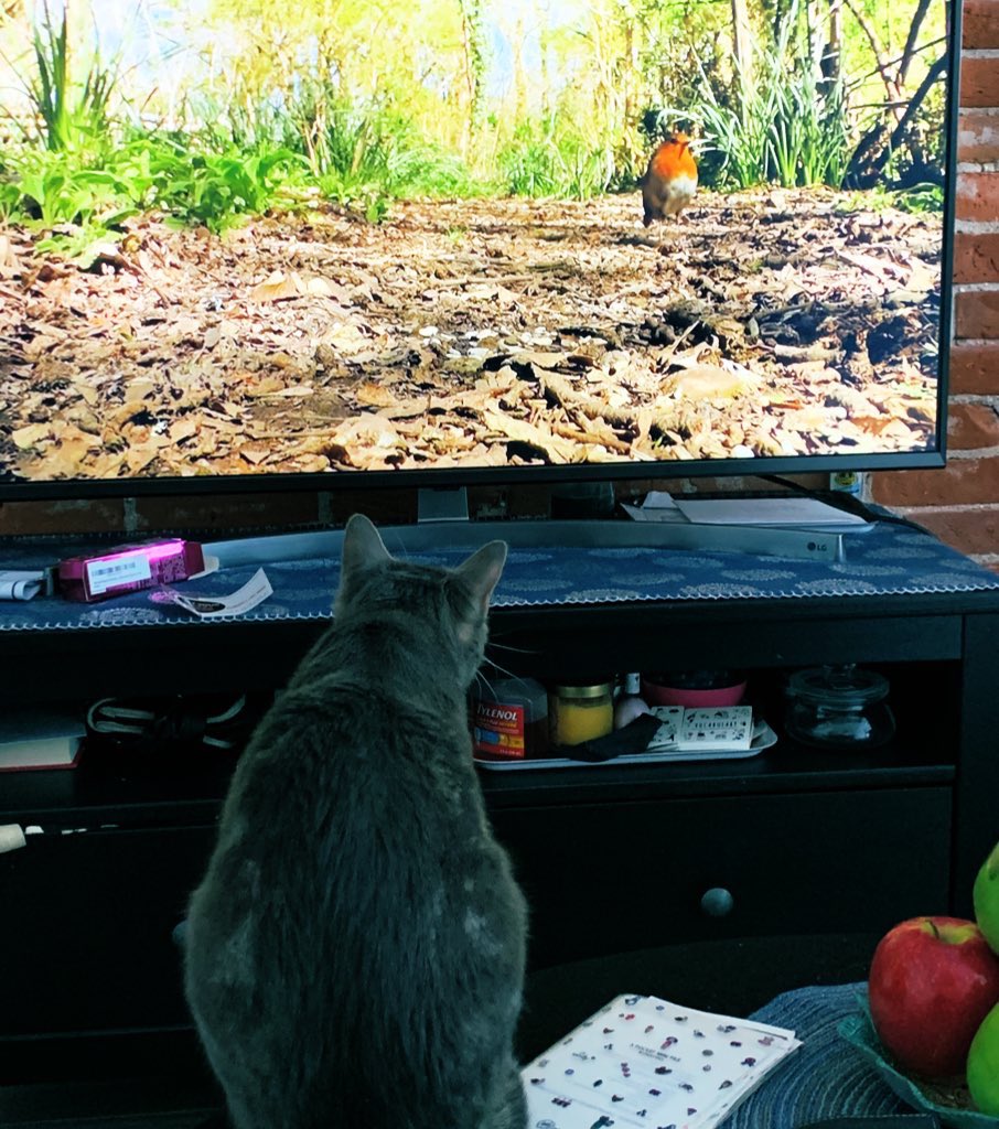 4. Even as she was having a good time (I definitely had a great time ) participating in my Zoom class, or watching bird TV, Sophie was getting sicker.  #CatsOfTwitter  #CatsOfTheQuarantine  #AcademicsWithCats  #FIP