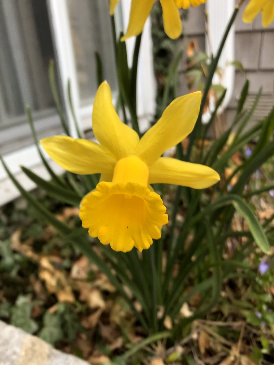 Tomorrow, April 22nd is the 50th anniversary of Earth Day!! How will you celebrate? Will you participate in the #just1bag2020 initiative and pick up trash on your run or walk? Plant a tree or start seedlings for your garden? Let us know and tag #dedhamtrails