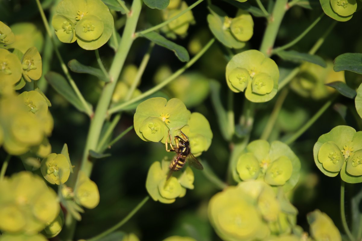 Gina_Doherty's tweet photo. Beautiful little wasps #dontkillthem https://t.co/C6zNz3jmqr