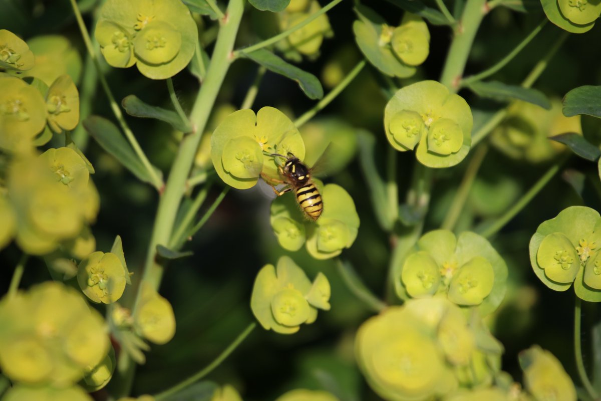 Gina_Doherty's tweet photo. Beautiful little wasps #dontkillthem https://t.co/C6zNz3jmqr