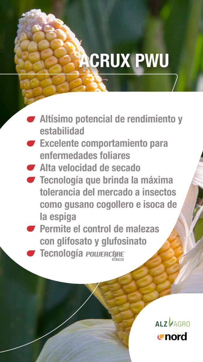 0922e4bb2fa045b's tweet photo. 🌽 @ALZ_Agro #nordsemillas #directoalcrecimiento. Paleta de híbridos para esta campaña 20-21 que recién comienza https://t.co/FjDEjmOZMS
