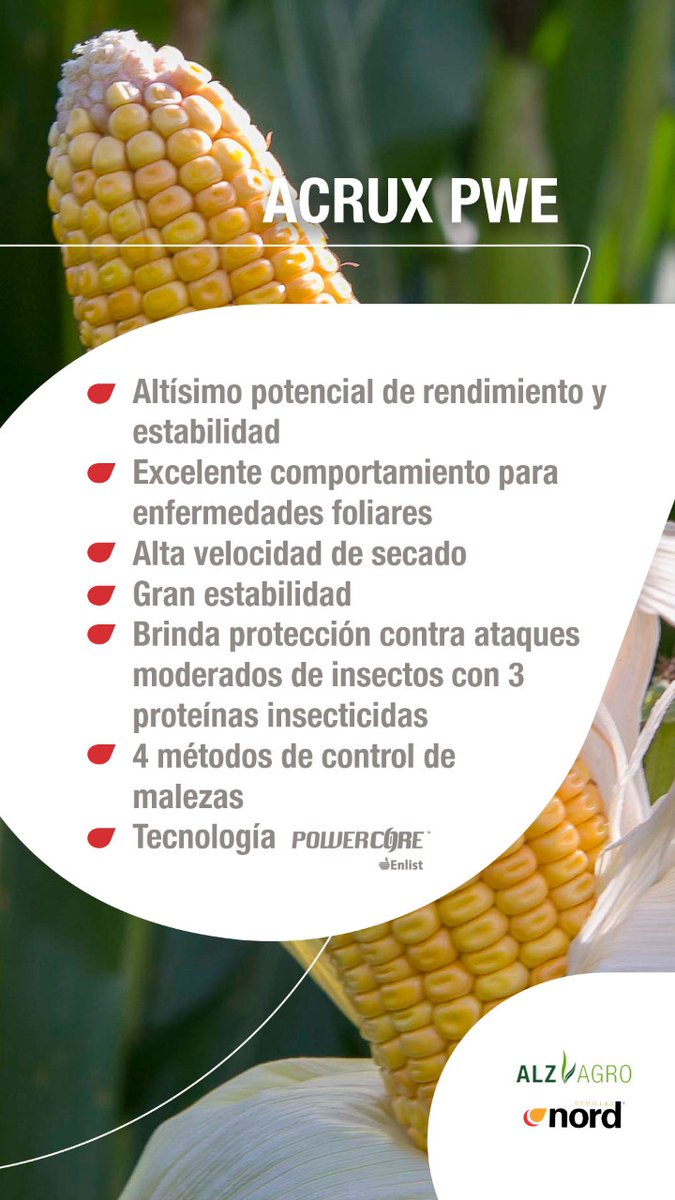 0922e4bb2fa045b's tweet photo. 🌽 @ALZ_Agro #nordsemillas #directoalcrecimiento. Paleta de híbridos para esta campaña 20-21 que recién comienza https://t.co/FjDEjmOZMS
