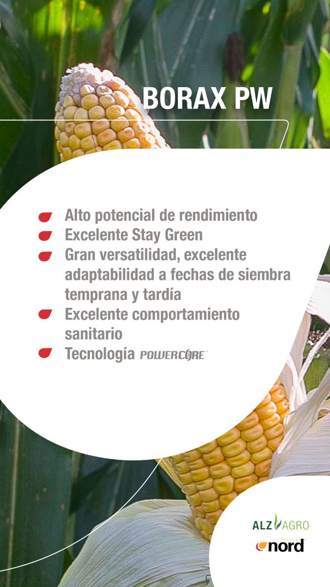 0922e4bb2fa045b's tweet photo. 🌽 @ALZ_Agro #nordsemillas #directoalcrecimiento. Paleta de híbridos para esta campaña 20-21 que recién comienza https://t.co/FjDEjmOZMS