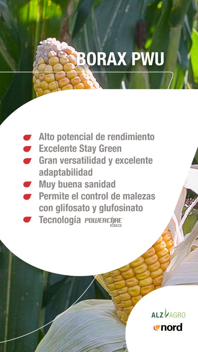 0922e4bb2fa045b's tweet photo. 🌽 @ALZ_Agro #nordsemillas #directoalcrecimiento. Paleta de híbridos para esta campaña 20-21 que recién comienza https://t.co/FjDEjmOZMS