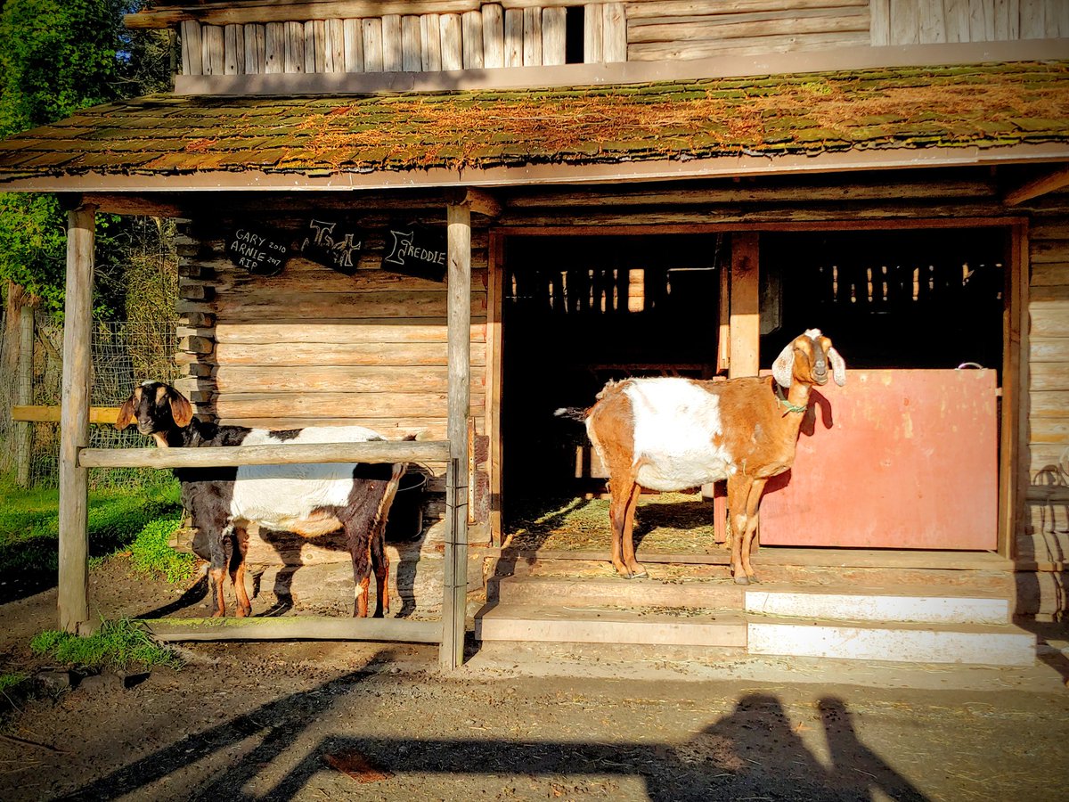 turfmow's tweet photo. Jack and Freddie are attempting to social distance in solidarity for their golf course humans.
#golfgoats @CordovaBay #islandgolf #turflife https://t.co/7S60AZFC90