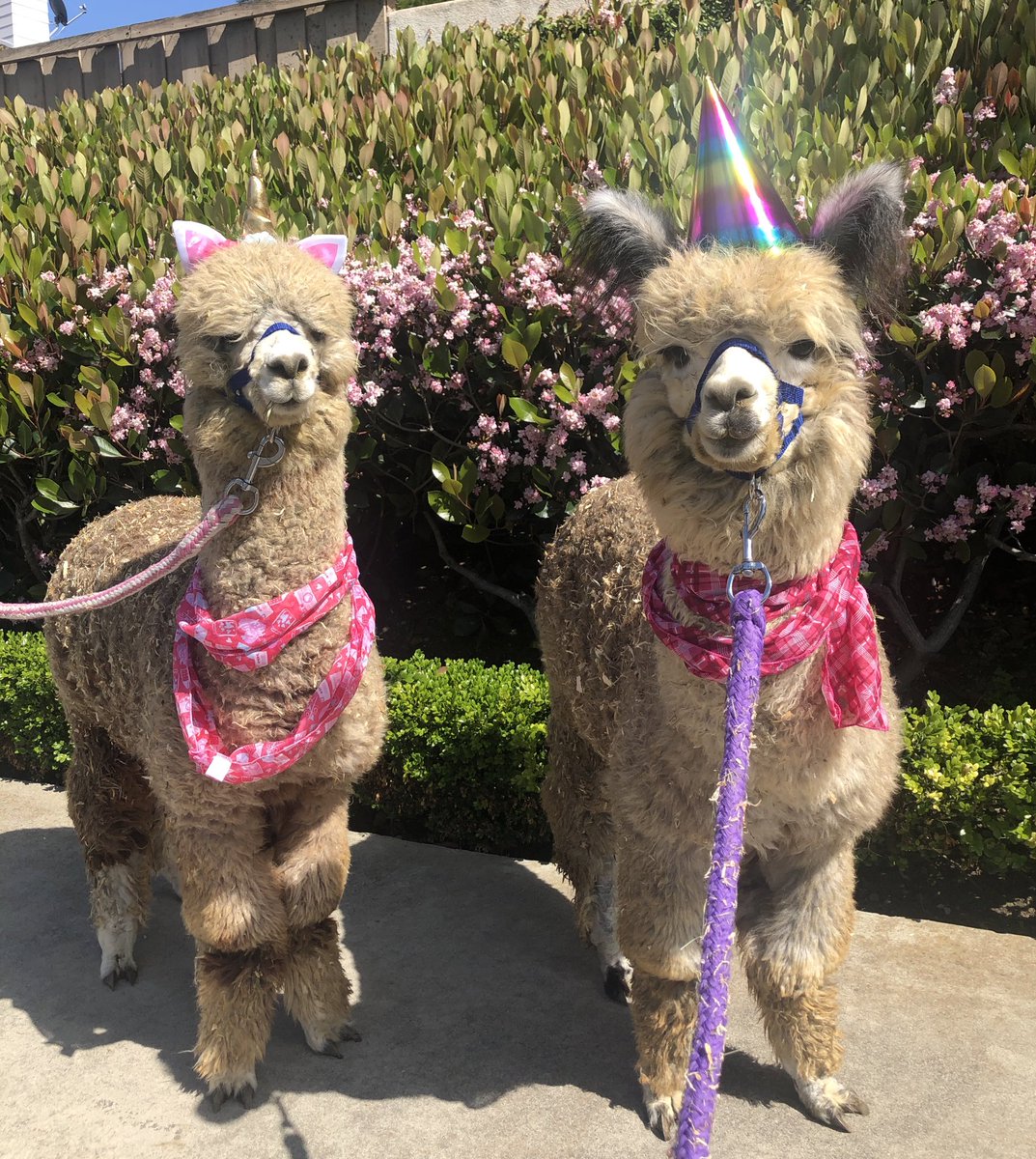 doublesamfarms's tweet photo. @SaraBareilles Us too! We recommend adding a party hat for really making yourself feel special. https://t.co/xxkfilwsTX