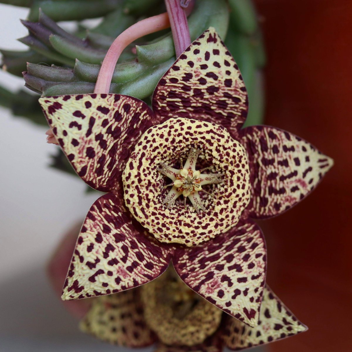 Orbea variegata flower.
Another huge plant left behind by a neighbor...Yes, we will take in ALL your abandoned plants!
#orbea
#stepelia
#succulents
#suckerforsucculents
#ilovesucculents
#succulentslover
#lovesucculents
#flower
#flowerslovers
#blooms
#flowering
#plants
#plant