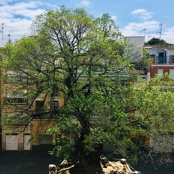 NavajasOlmo's tweet photo. Si queréis saber cuánto vale un árbol mirad este video....https://t.co/UX7XW8OFMj https://t.co/jC7A6MS6FD