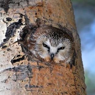 taeyong ♦︎ saw whet owl- all the love in my heart for this weird little bird. hes so small and he goes beep beep beep beep beep. fuckin look at him are you kidding me? are you kidding- 