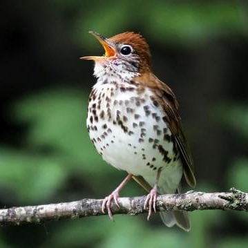 taeil ♦︎ wood thrush- objectively handsome in a fairly normal dude kind of way but holy shit that voice- the one in this video is nice but the one that calls in the glen by my house every year has the most lovely voice ive ever heard 