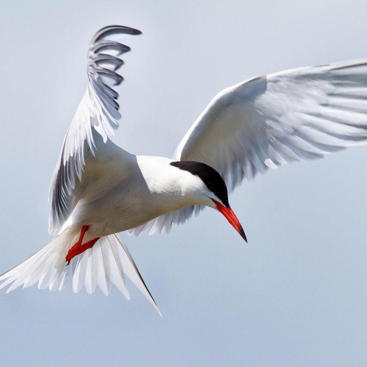 yuta ♦︎ tern- this bird moves like it has a bdsm chokehold on the laws of physics- please look at this bird instead of asking me to talk about yuta 