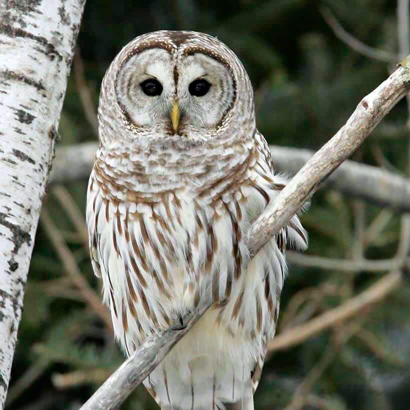kun ♦︎ barred owl- who cooks for you?? who cooks for you all???? its kun. run him his goddamn check- i hear this guy outside my window every night if i dont fall asleep and its kind of comforting 