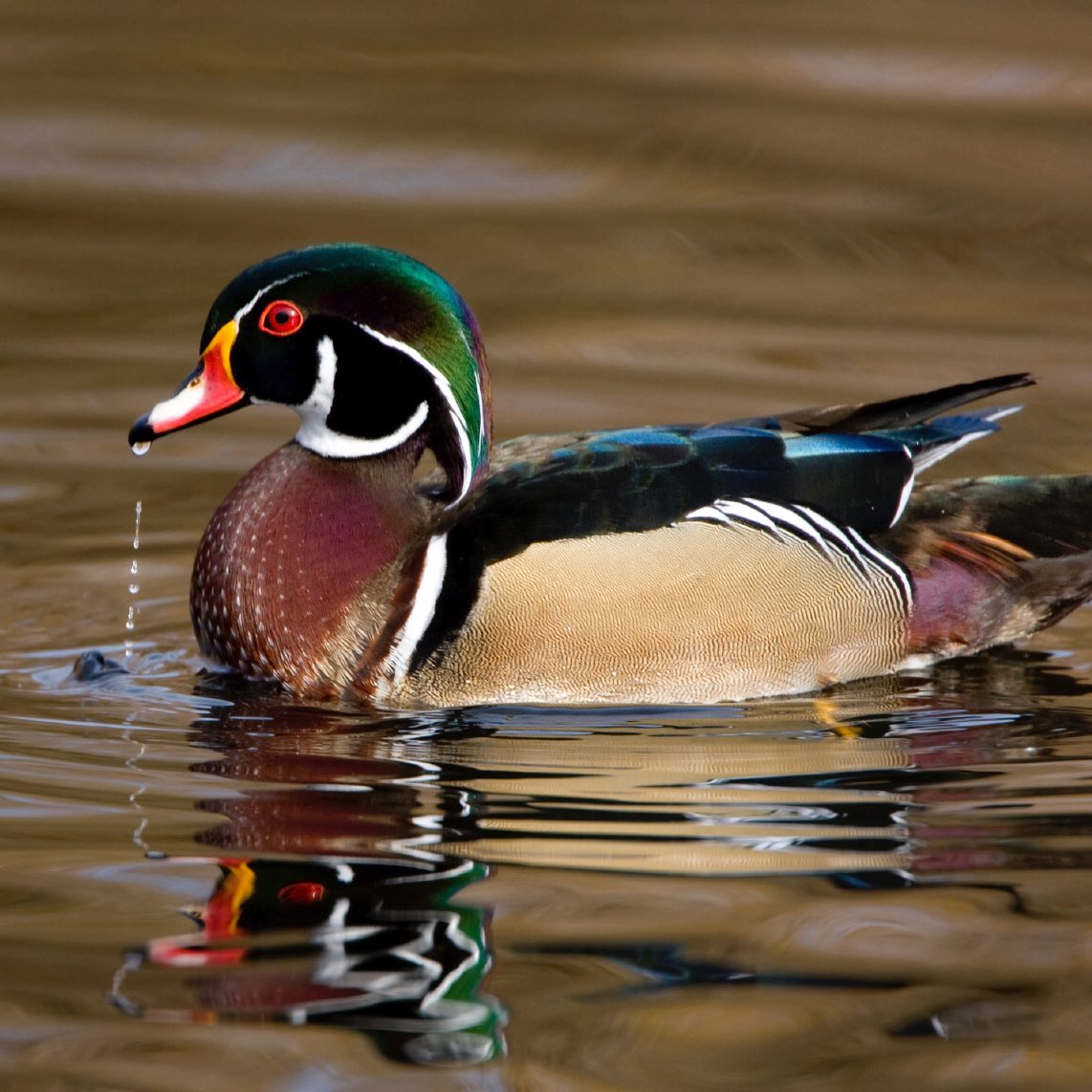 jaehyun ♦︎ wood duck- handsome. gorgeous. weird as FUCK. this bird doesnt make sense to me n neither does jaehyun- when theyre babies they just fling themselves bodily into the air from like 40ft up idk this maybe isnt relevant i just think its wild 