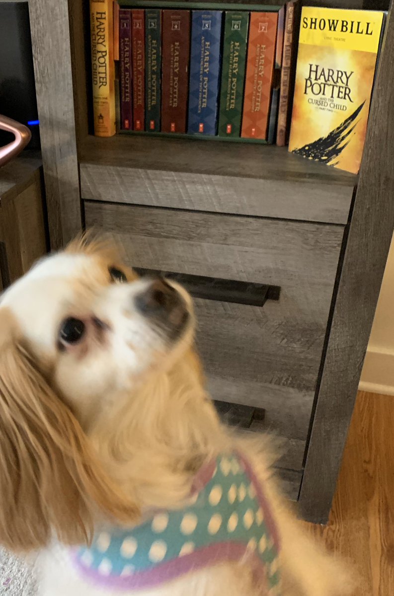 AndreaG114's tweet photo. I miss the library at school more than I miss any other place right now. #HappyLibraryWeek from LilyLuna! #shelfie https://t.co/p3gcFmQKRq