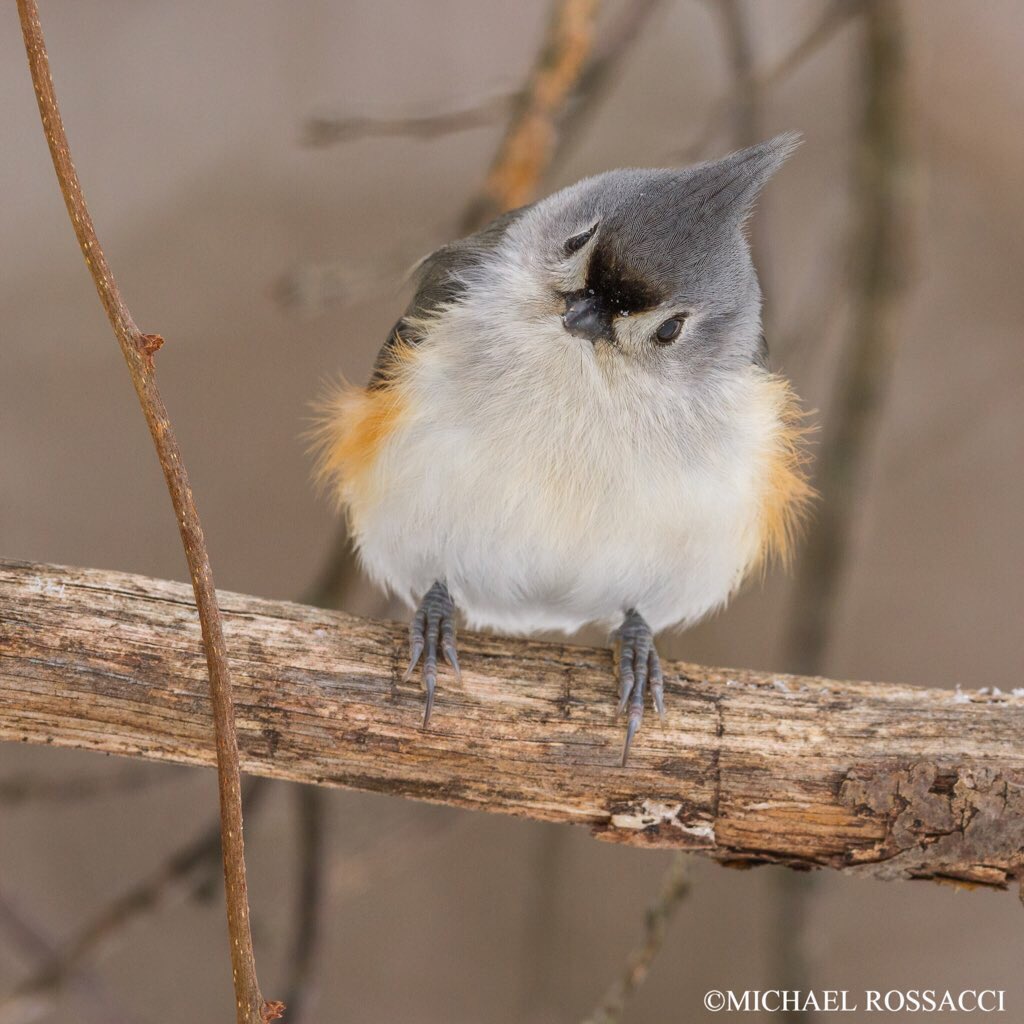jungwoo ♦︎ tufted titmouse- the one that started it all- he just says peter peter peter and eats all my sunflower seeds and i love him so so much- like shut UP ur called a tufted titmouse?? wtf ur not a mouse!!!!- enjoy some shaky handcam footage 