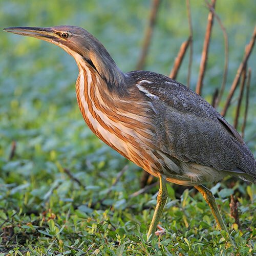 lucas ♦︎ american bittern- someone in this lineup had to bear the weight of reminding the world that this ridiculous fucking bird exists and i feel like lucas is sexy and gorgeous enough to handle it- just fucking listen to it lmao 