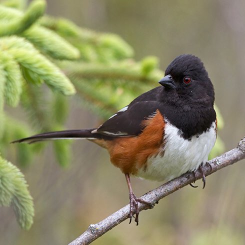 renjun ♦︎ eastern towhee- i asked jayce which if the dreamies was goth and he said renjun so renjun gets this bird which is basically a goth robin.- fun fact i knew this bird call before i could fully comprehend human language. says drink-your-teaaa 
