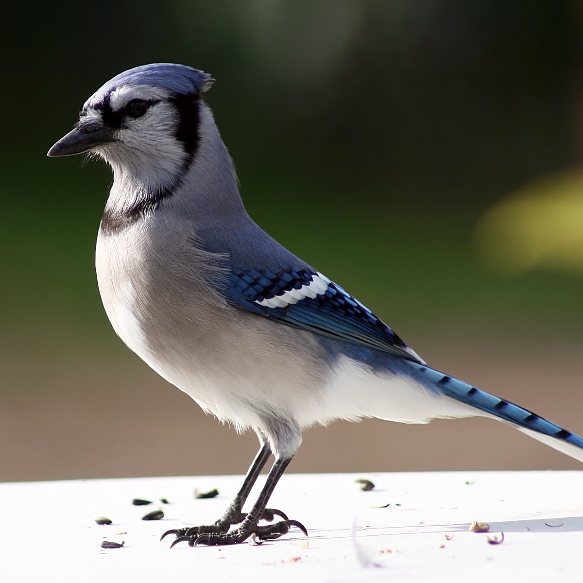 yangyang ♦︎ blue jay- please just stop eating all my damn blueberries. every summer.- just screams 