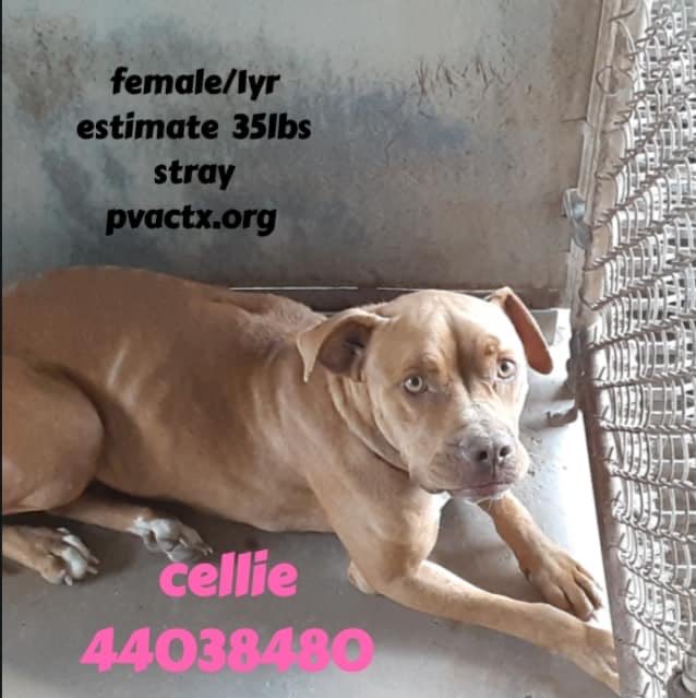 MoishesMom's tweet image. 🚨🆘👇🏻Two Gorgeous pups who’ll 💉if no1 comes ☹️😩😖😭 Cellie, a calm Pibble girl &amp;amp; inquisitive May, a black lab mix deserve life w/ a human—not 💉 Can you look into their eyes &amp;amp; walk on by? 🚨🆘👇🏻 #retweet #CAPA #SavePalmValleyPups Residents of the #RioGrandeValley dump’em 🙏🙏