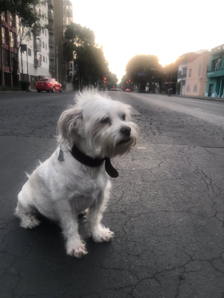 Don Valente tweet media