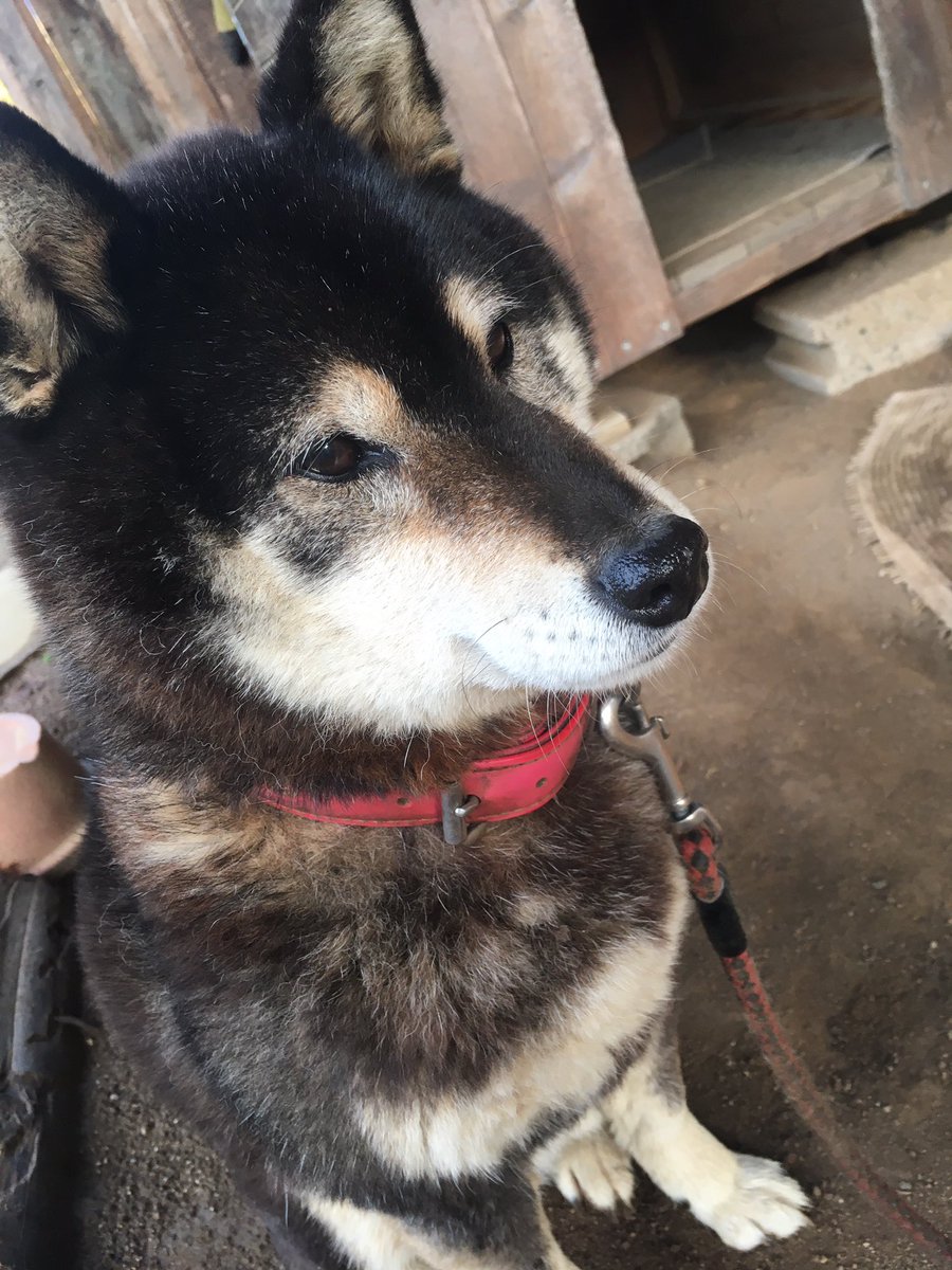 たくあん そんなに一点集中しても あんたの朝ご飯まで まだ2時間ぐらいあるよ 柴犬 黒柴