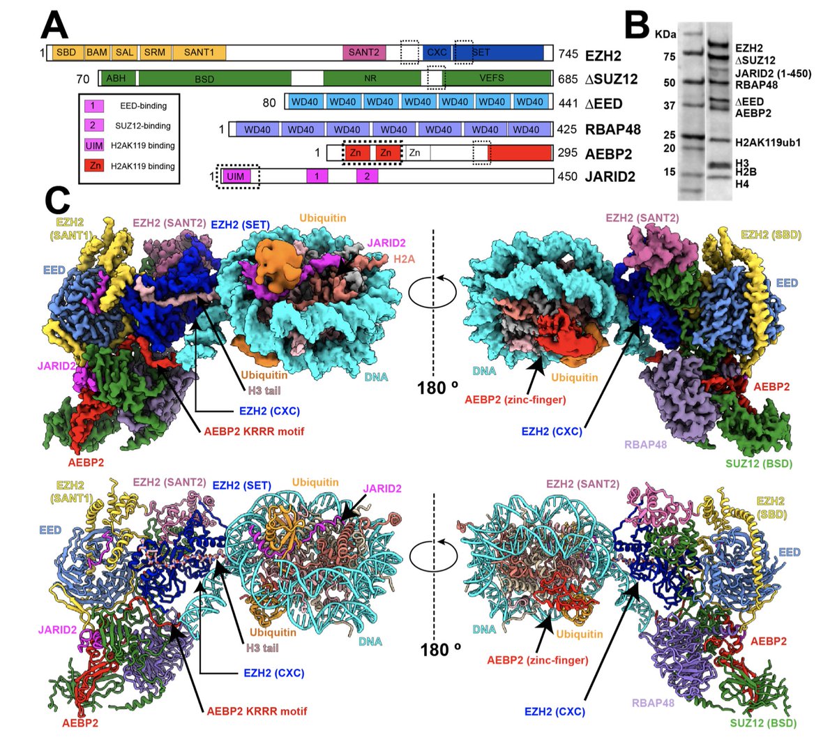 The Nogales Lab (@nogaleslab) on Twitter photo Pre-print on our latest #PRC2 work, spearheaded by <a href="/vignesh_k757/">Vignesh Kasinath</a> and supported by many collaborators: Curtis Beck, <a href="/poepsel_lab/">Poepsel Lab</a>, @malamenteau, Jennifer Kosmatka, Dan Toso at the #BACEM facility, and Marco Faini in the Aebersold Lab in Zurich. #cryoEM
x.com/biorxivpreprin… Pre-print on our latest #PRC2 work, spearheaded by <a href="/vignesh_k757/">Vignesh Kasinath</a> and supported by many collaborators: Curtis Beck, <a href="/poepsel_lab/">Poepsel Lab</a>, @malamenteau, Jennifer Kosmatka, Dan Toso at the #BACEM facility, and Marco Faini in the Aebersold Lab in Zurich. #cryoEM
x.com/biorxivpreprin…