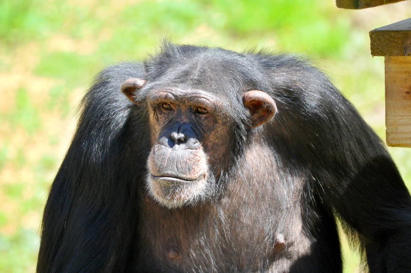projectchimps's tweet photo. Happy 14th birthday Jennifer!  🎉 Jennifer loves to swing and spin from firehose, with a giant laughing face while she does it. This is her fourth birthday in sanctuary and we look forward to celebrating many more with her! #JenniferChimp #HappyBirthday https://t.co/HbcGosVom4