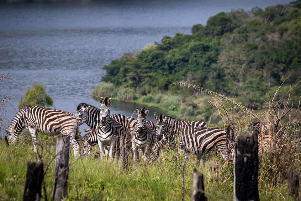 Use the lockdown time to plan your next adventure. If you're in the Durban area, a trip to Shongweni Dam is in order when this is all over. 🏞🌿#BoredomBusters 
bit.ly/ShongweniDam