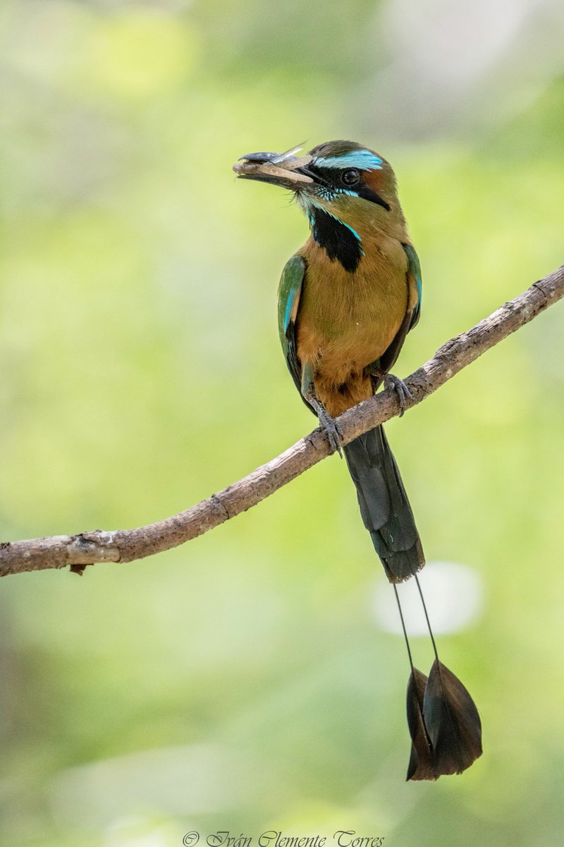 IvanClementeTo1's tweet photo. El culpable de mi pasión a la fotografía😊.
Momoto Cejas Azules/ Eumomota superciliosa/  Turquoise-browed Motmot/ Toh (maya).

#noalacaceriadeaves #momotocejasazules #eunomotasuperciliosa #turquoisebrowedmotmot
#nature  #canomx #wildlife #birds #natgeomx #salapajarear https://t.co/HczNQ9SZlW