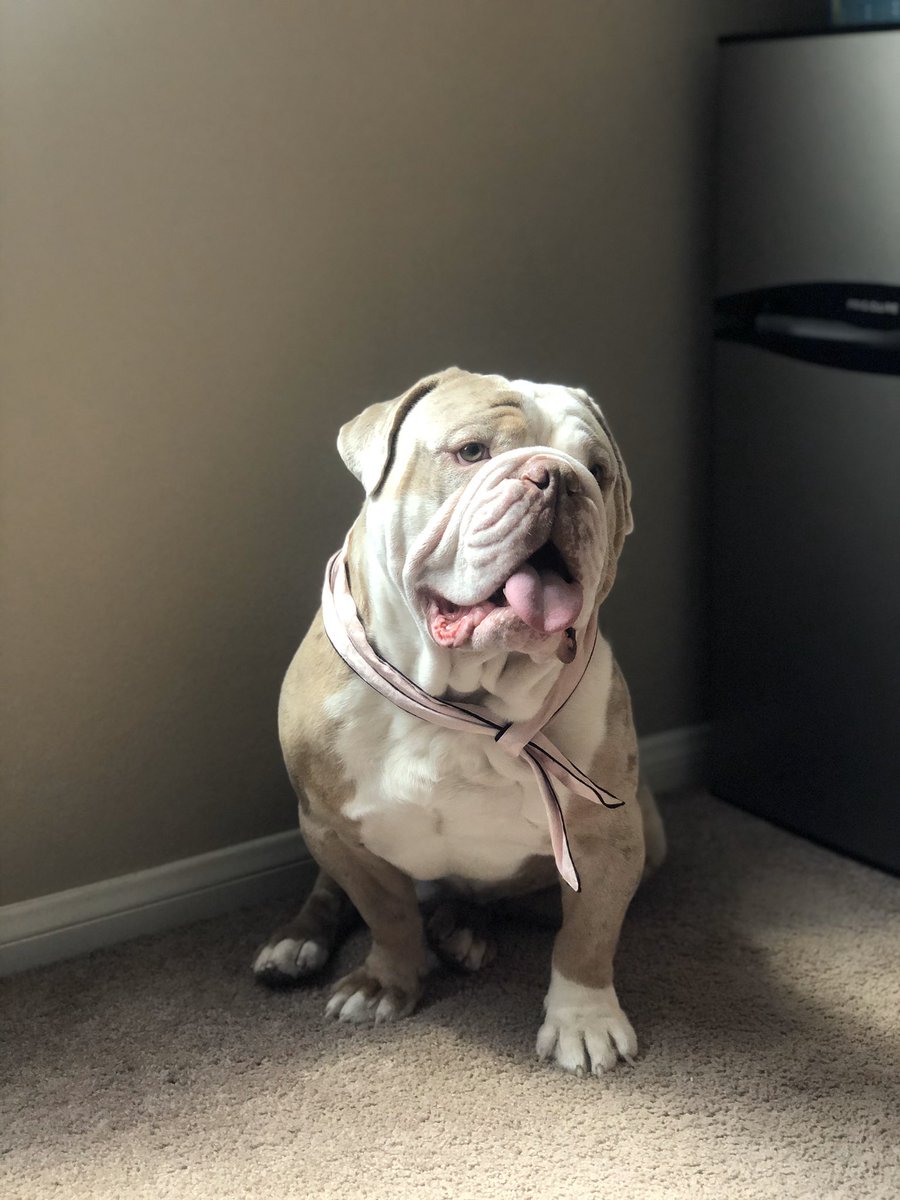 FreakingFoon's tweet photo. I love this holiday! My beautiful Bulldog, Bowser. 🤍 #NationalBulldogsAreBeautifulDay https://t.co/tTCHsLXLqS