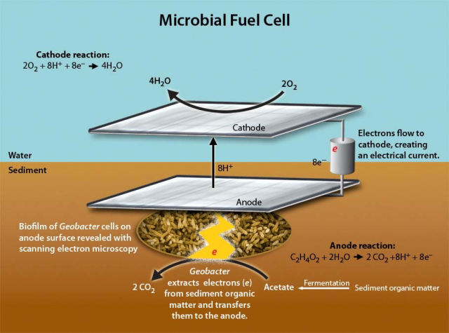 Now add this to the hidden fuel cell grids I talked about incessantly for months. They prefer walking, talking humans to car humans. Gentle voices produce better sounds to encourage the geobacter to grow in the fuel cells, producing clean energy.  Bacteria loves sound.
