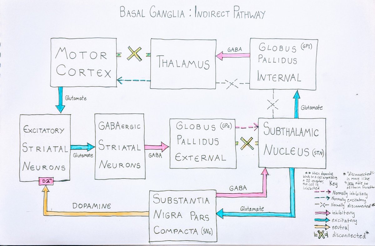Okay. While I will do a Zoom powerpoint in the future to talk about Bayesian reinforcement learning, I do have a thread for you today. I'm going to walk you through the indirect (and maybe direct) pathways of the basal ganglia. here is an illustration I made for you as well.(1/?)