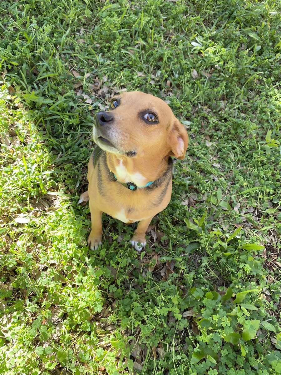 BiselvaOrtega's tweet photo. Meet Bella, our spoiled baby, who is loving that we are home! #nationalpetday #howsmanspiritweek @NISDHowsman https://t.co/sDrtIUK94v