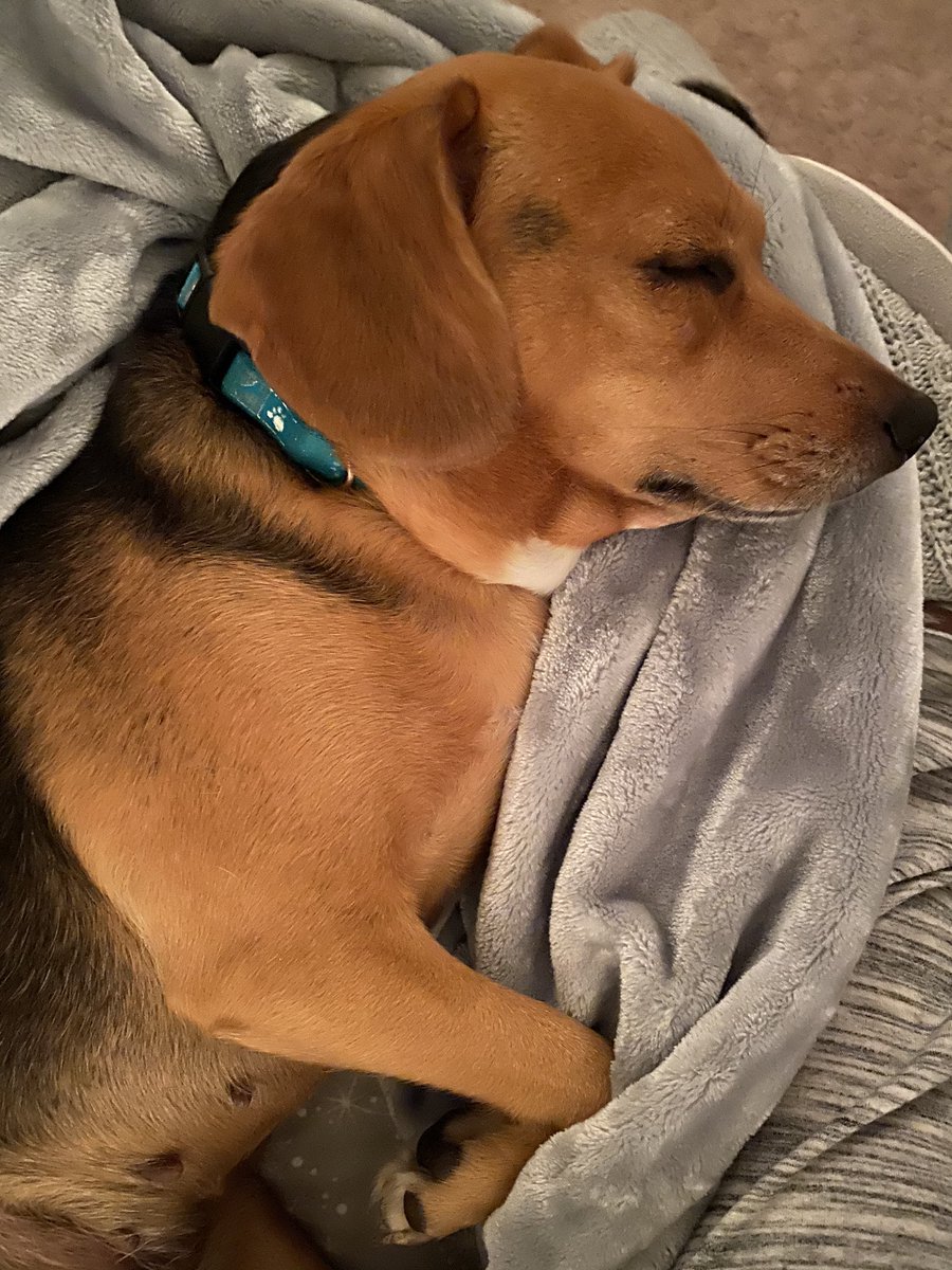 BiselvaOrtega's tweet photo. Meet Bella, our spoiled baby, who is loving that we are home! #nationalpetday #howsmanspiritweek @NISDHowsman https://t.co/sDrtIUK94v