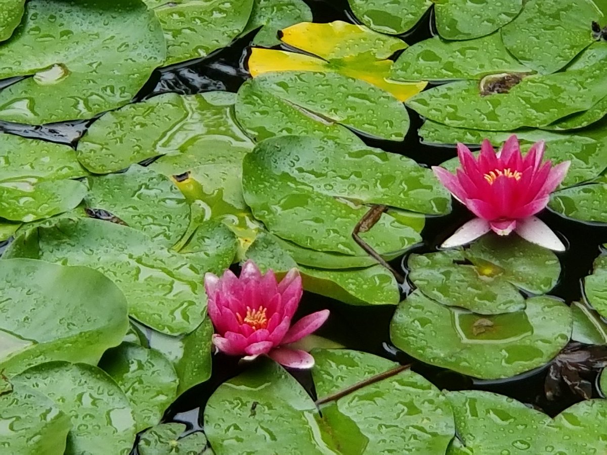 Day 2/7 of #mylifeinpictures. 
Rules: no ppl, no words. Challenge a new person each day. I was challenged by <a href="/GuillermoAcosta/">Guillermo Aguilera Acosta</a> yesterday &amp; I challenge <a href="/BhalinderBedi/">Bhalinder.</a> today