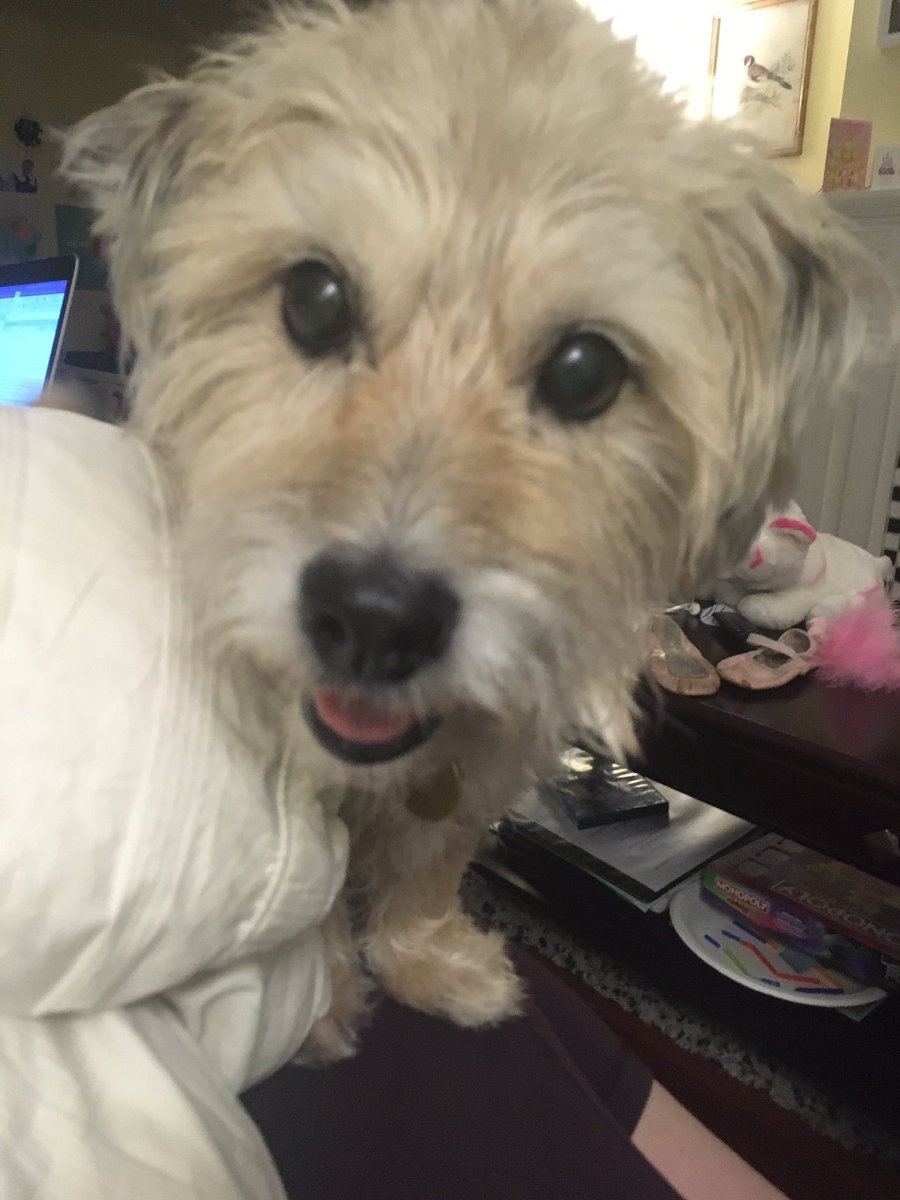 Kate St. Cyr (@katestcyr2) on Twitter photo Day 4/7: #mylifeinpictures. Rules: no words, no people. I was challenged by <a href="/shelbysturrock/">Shelby L. Sturrock</a>. I challenge <a href="/DrPsychNinja/">Dr. Vivien Lee</a> ❤️ Day 4/7: #mylifeinpictures. Rules: no words, no people. I was challenged by <a href="/shelbysturrock/">Shelby L. Sturrock</a>. I challenge <a href="/DrPsychNinja/">Dr. Vivien Lee</a> ❤️