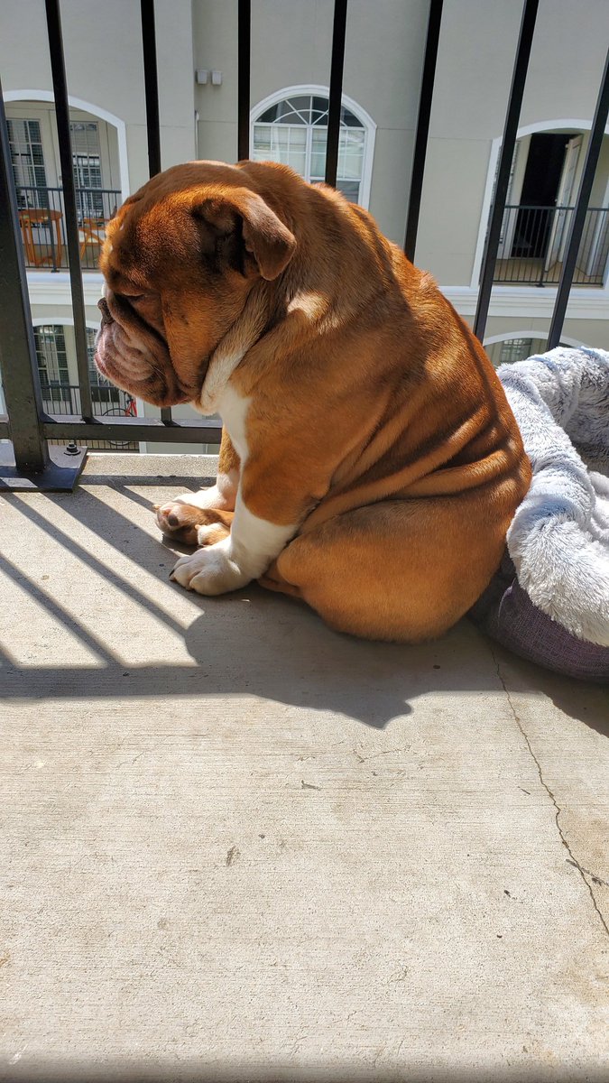 Big Poppa has been so sad today, I think he miss playing with the kids in the building.  He just watches them from the patio