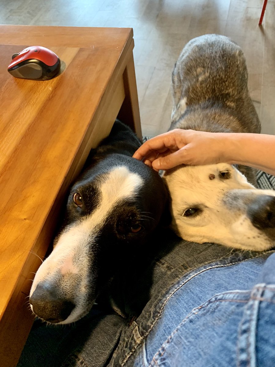 bizmaria's tweet image. #memonsters #petmenow #workdistractions