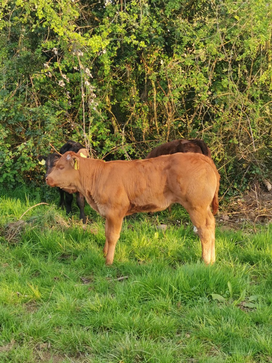 Raymond Dervan tweet media