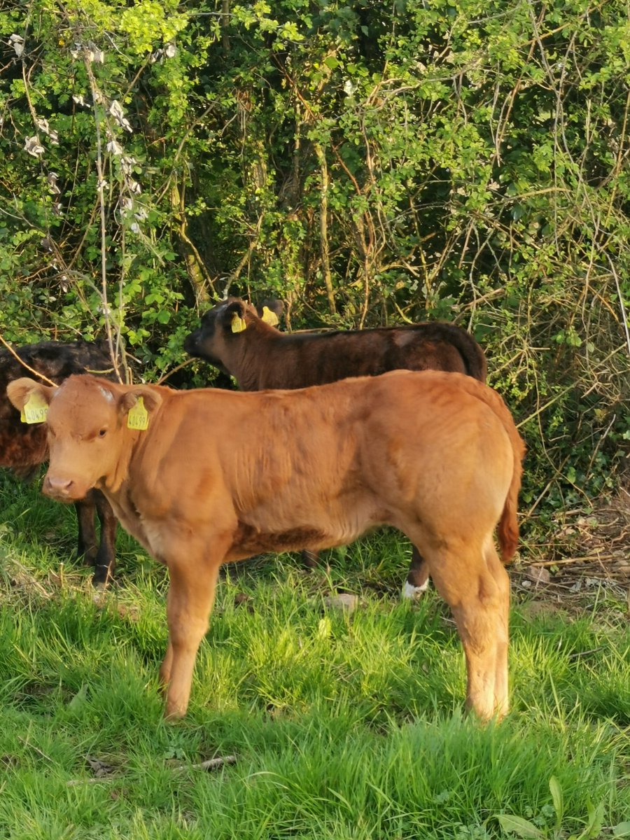 Raymond Dervan tweet media