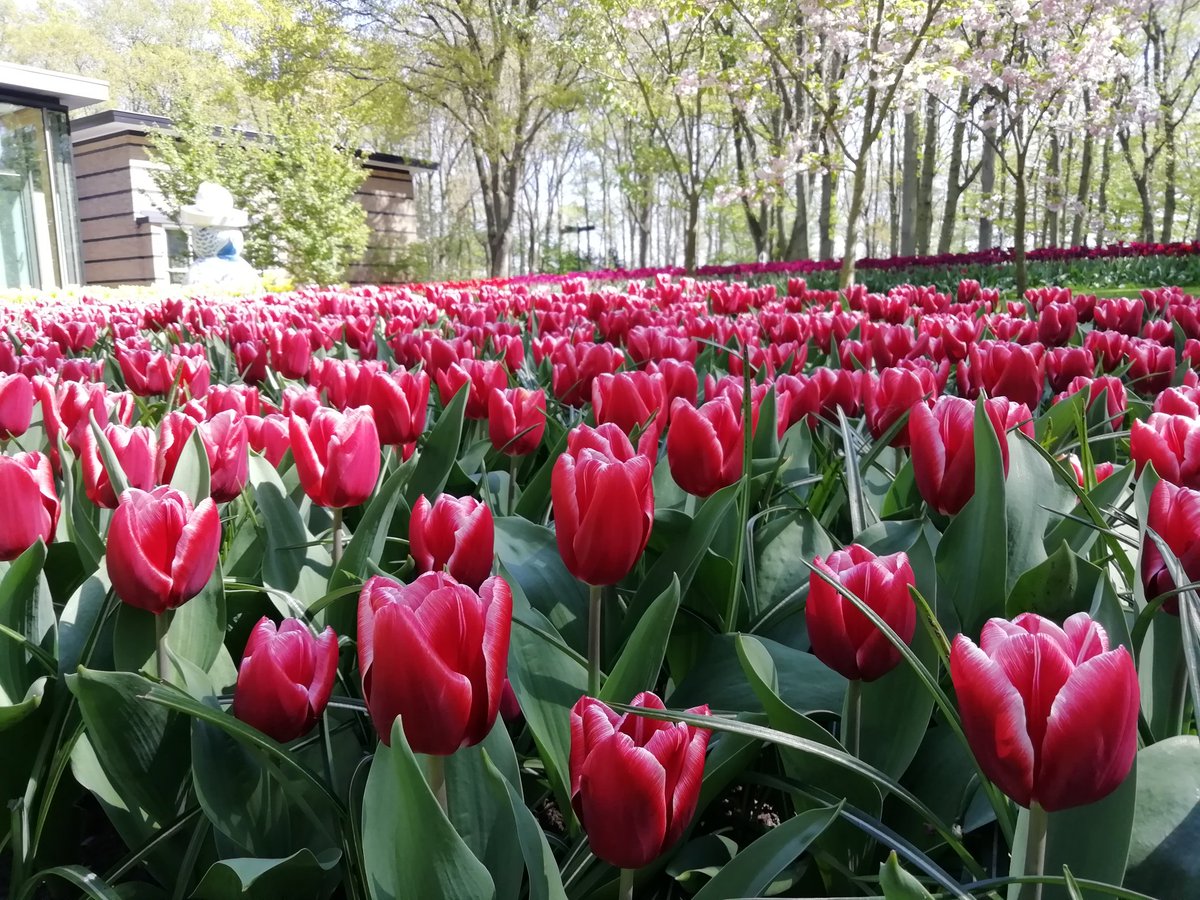 Toch nog een beetje Keukenhof dit jaar
#keukenhof #tulpen #narcissen