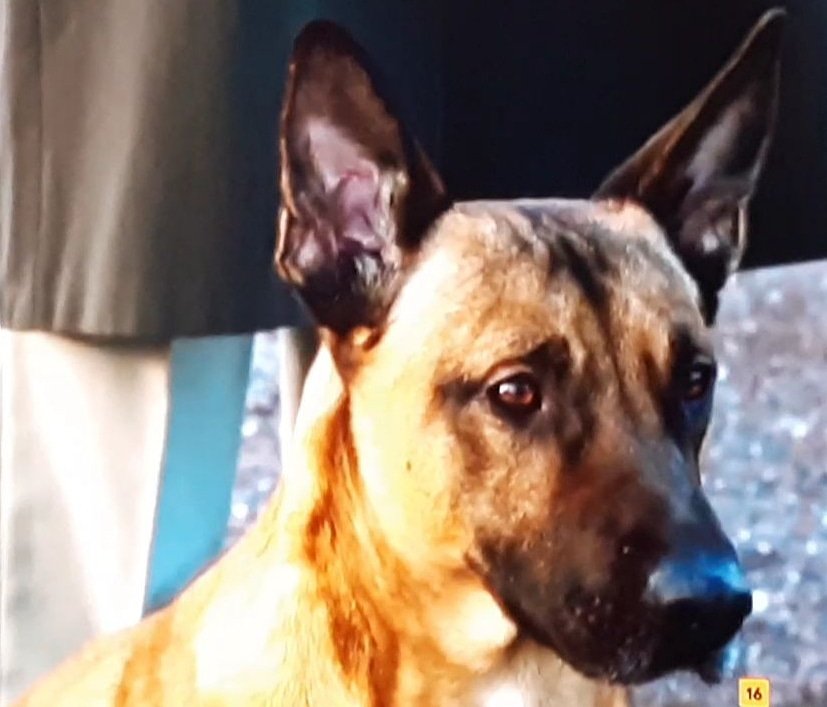 CreditThePet's tweet photo. Le Bureau Des Légendes (The Bureau) does not credit Malotru's imaginary dog.
#lebureaudeslegendes 
#thebureau https://t.co/l4Go0J1va5