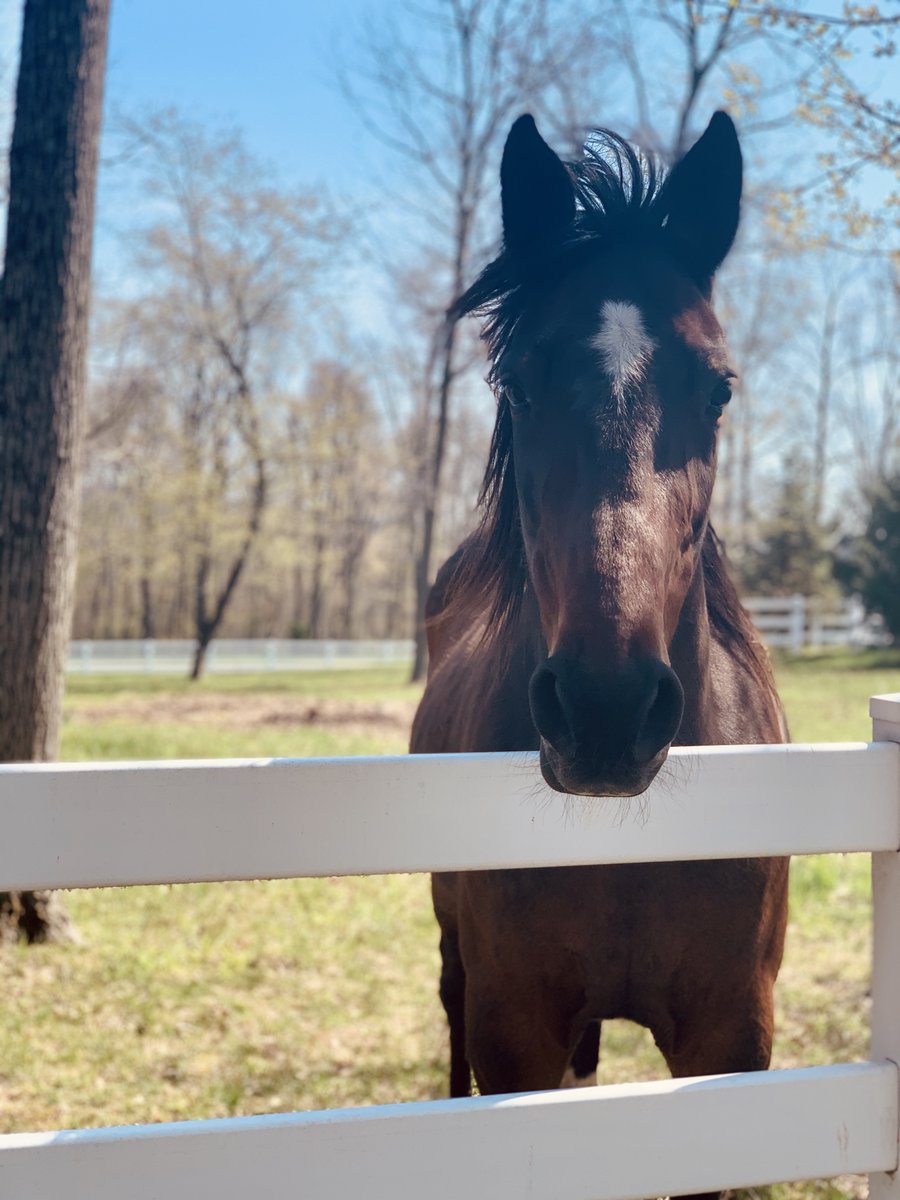 RSFENCE's tweet photo. Meet Matthew! Matt was horsing around and ran into his owners fence. Thanks R&amp;S Fence Co. Matt’s owners were able to get replacement rails quickly and at a good price. Now this horse is free to snack on his favorite treat(grass) again!

#railfence #horsingaround #randsfenceco https://t.co/XQU4n5kkK5