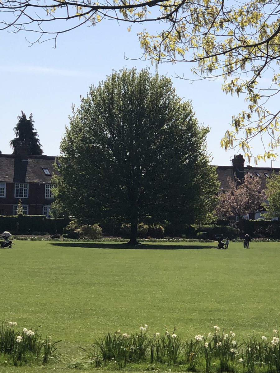 TessTrusu's tweet photo. More trees... different colour, different texture and different sizes #2 🌲🌳🍀🌱🍃☘️ #SpringTime #socialdistancing #observingtrees @SarahDuffey5 https://t.co/ekNxvxbds5