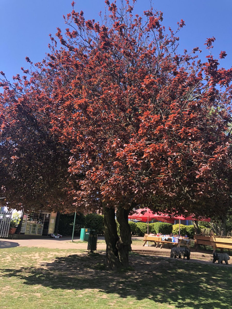 TessTrusu's tweet photo. More trees... different colour, different texture and different sizes #2 🌲🌳🍀🌱🍃☘️ #SpringTime #socialdistancing #observingtrees @SarahDuffey5 https://t.co/ekNxvxbds5