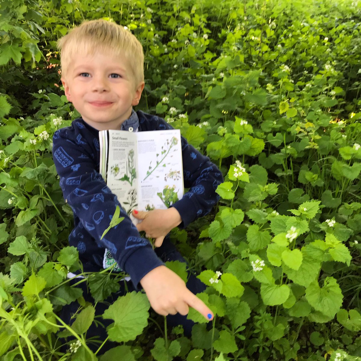 9/26 Garlic Mustard. Surrounded by nettles!  #twopointsixchallenge  #bowelcancer  #fundraising  @bowelcanceruk