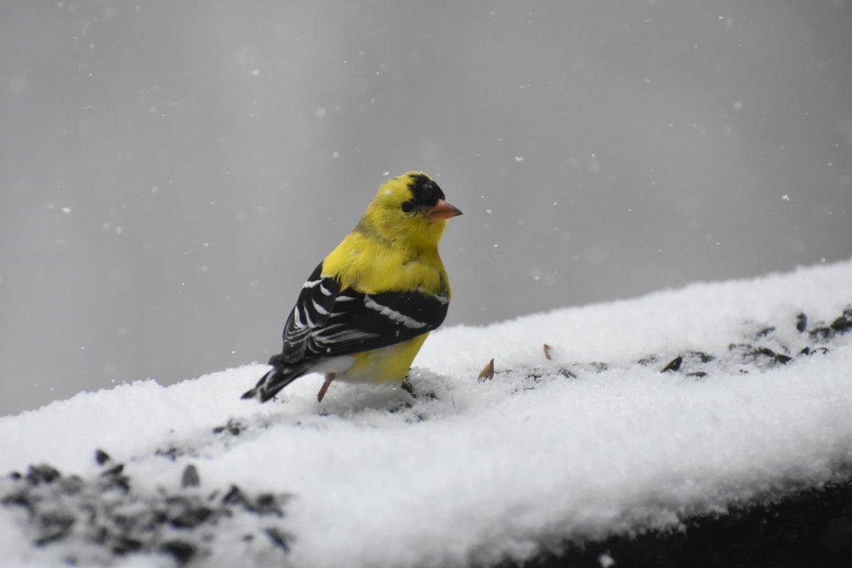Staying in touch with nature, and the outside world; through the lens of a beautiful goldfinch 🐤❄️