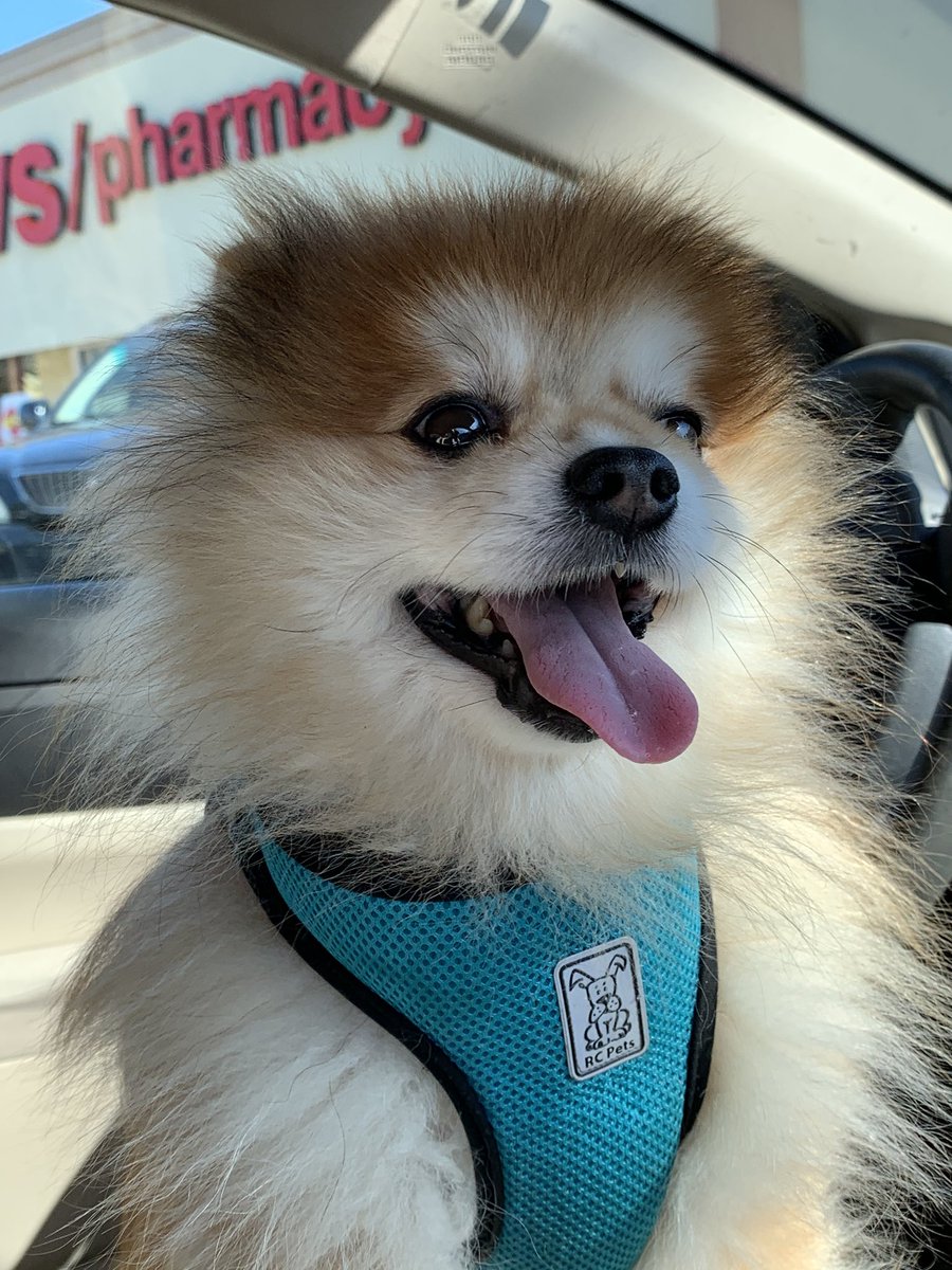 FierceOkatu's tweet photo. Here, have some cuteness.
#HugoThePom out for a car ride today. #YoureWelcome https://t.co/Ks7Yht7WC1